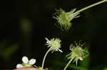 White avens